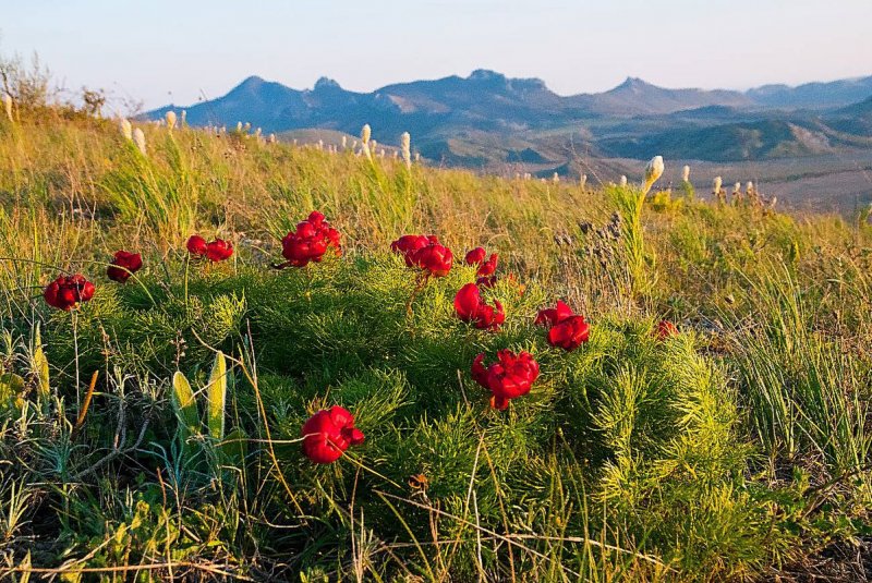 Пион mai fleuri