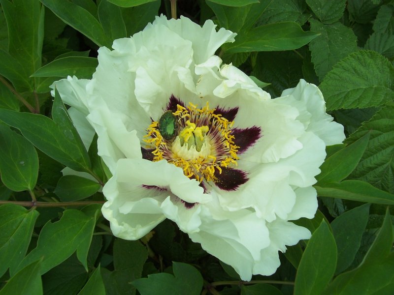 Paeonia daurica семена