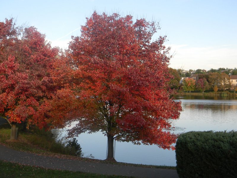 Дуб красный Quercus rubra