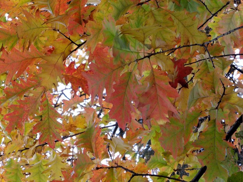 Клен красный Acer rubrum