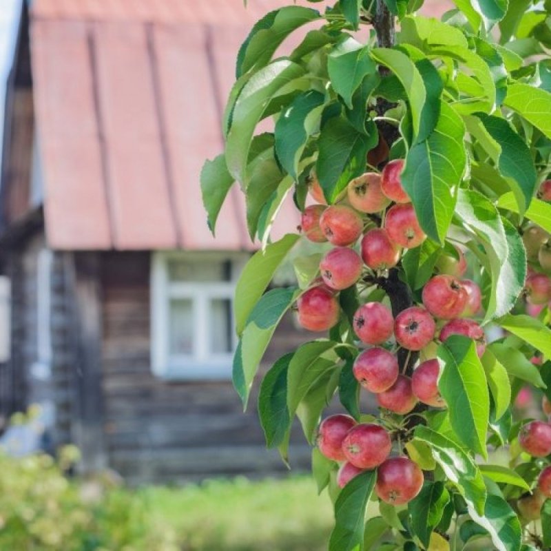 Плодовые деревья колоновидные деревья