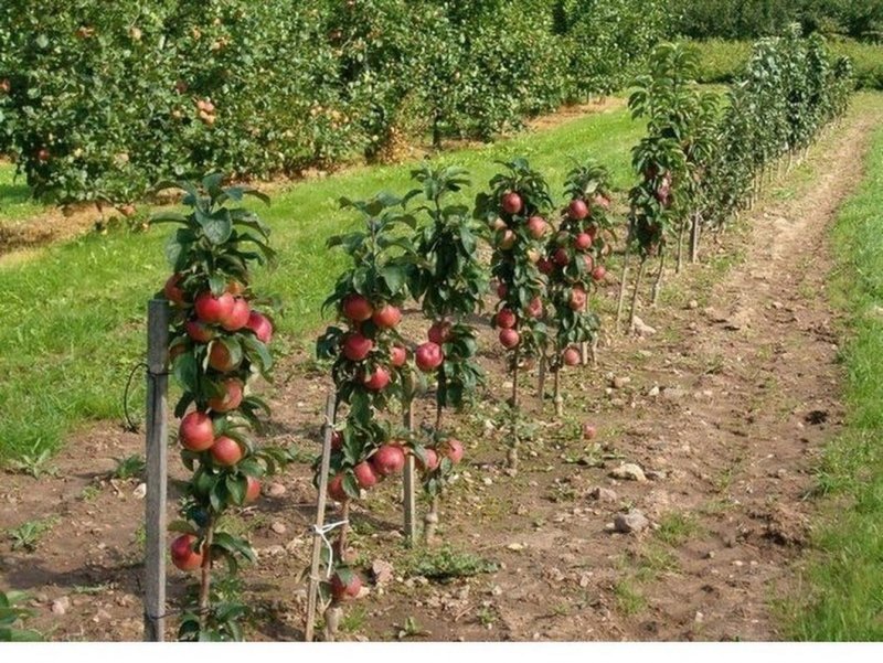 Яблоня Лобо колоновидная