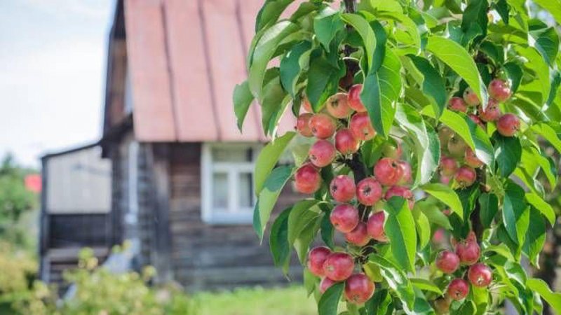 Шпалерная формировка яблонь