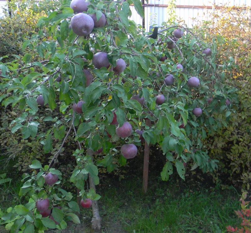 Яблоня колоновидная "Янтарное ожерелье" (Malus domestica)