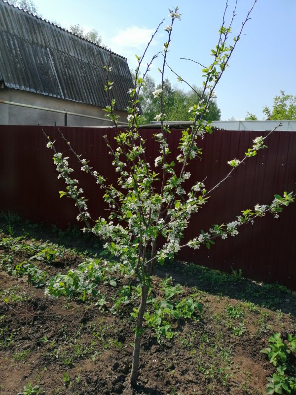 Яблоня колоновидная (2-Летка) Malus