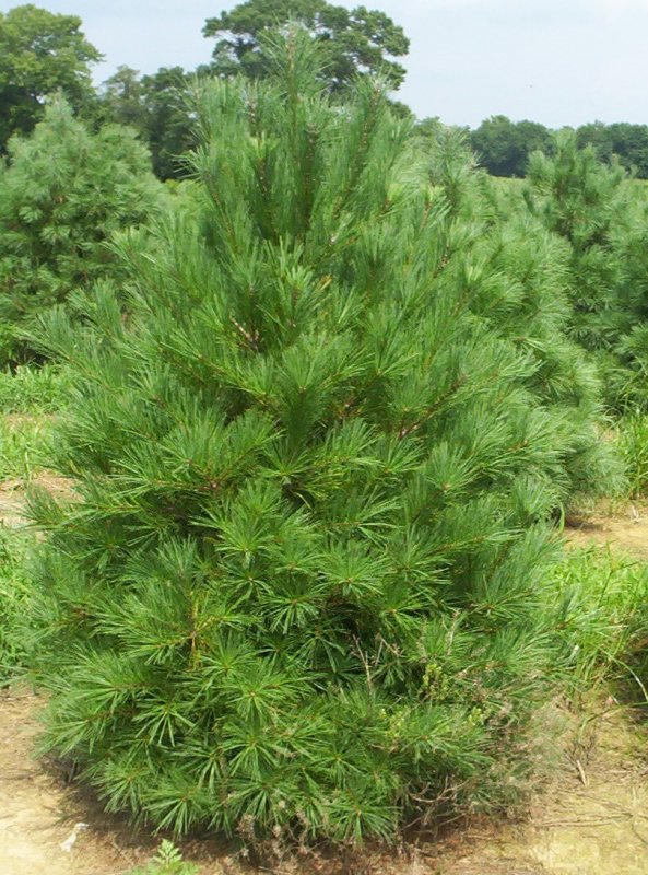 Pinus strobus