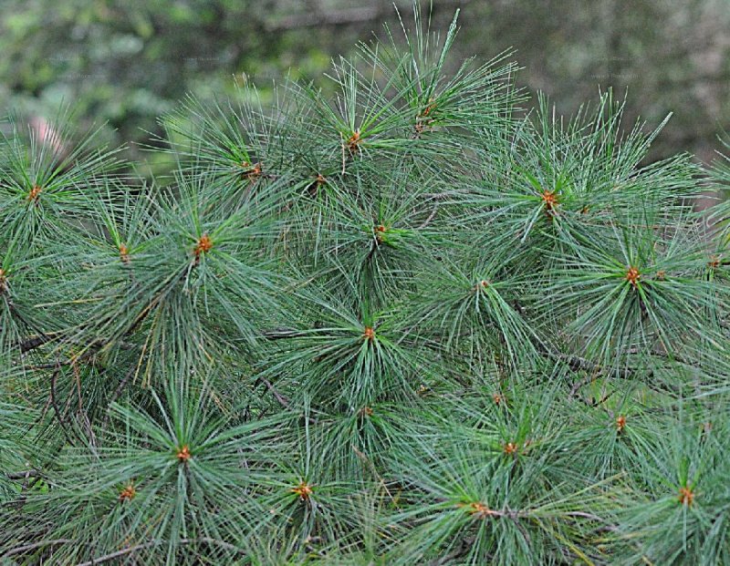 Сосна Веймутова Pinus strobus