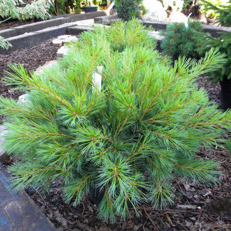 Сосна Pinus strobus minima