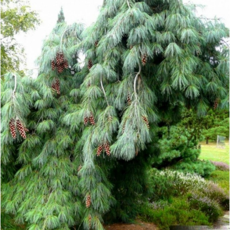 Сосна Веймутова pendula