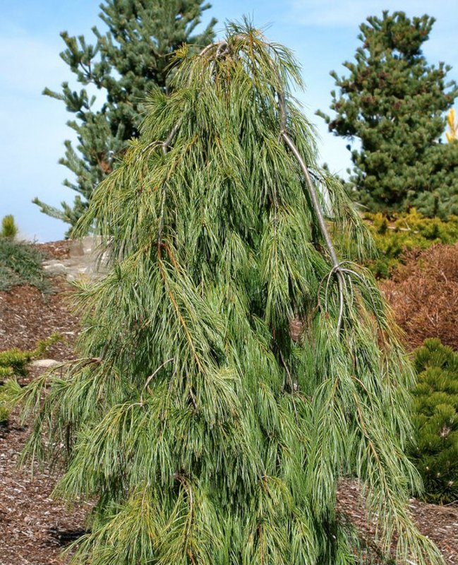 Сосна Веймутова Pinus strobus