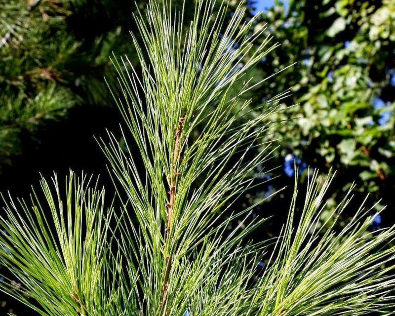 Pinus strobus reinshaus