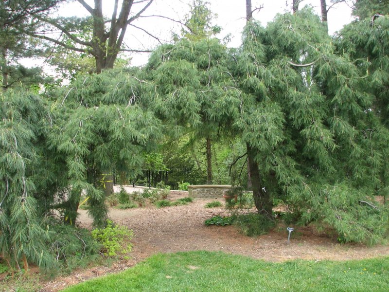 Сосна Веймутова pendula
