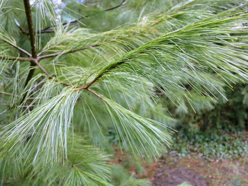 Сосна Веймутова Pinus strobus