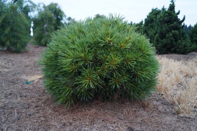 Pinus strobus (сосна Веймутова) 'Radiata'
