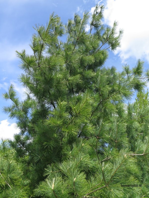 Pinus strobus
