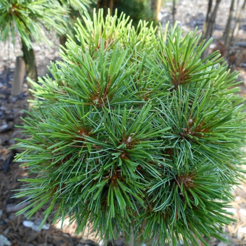 Pinus strobus Ontario
