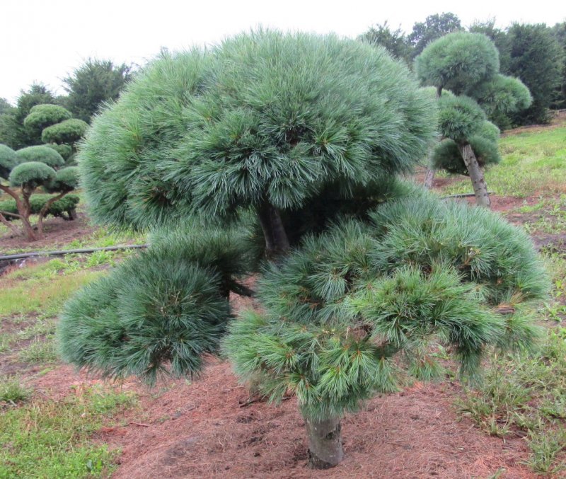 Pinus strobus Radiata