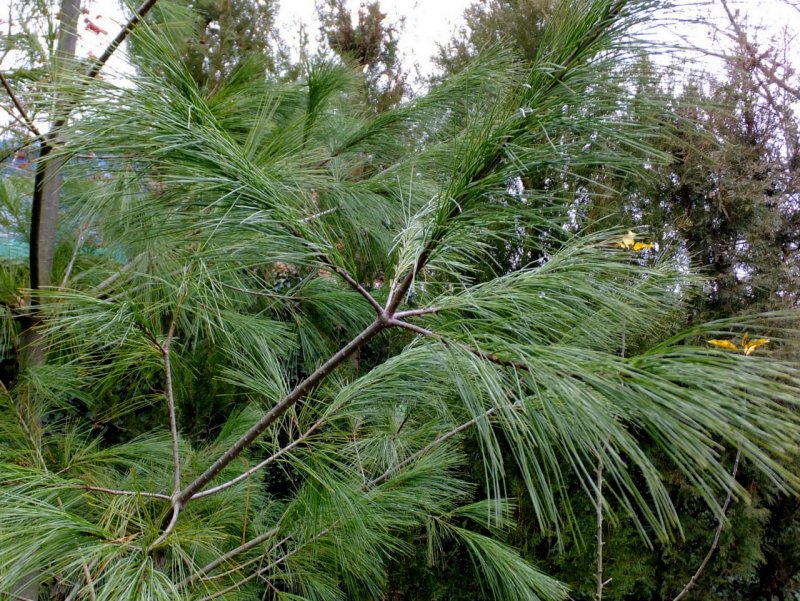 Pinus strobus Macopin