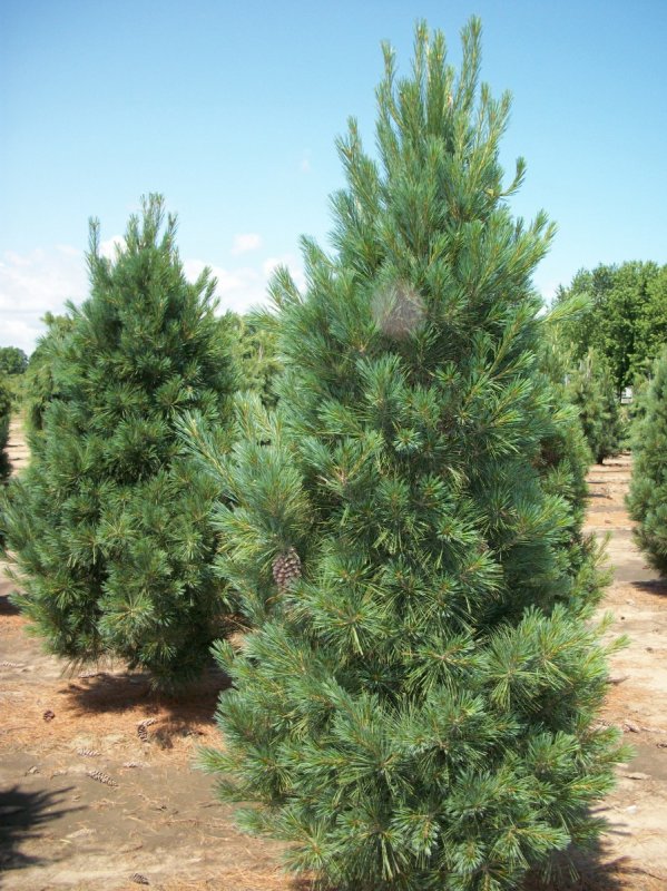 Сосна Веймутова Pinus strobus