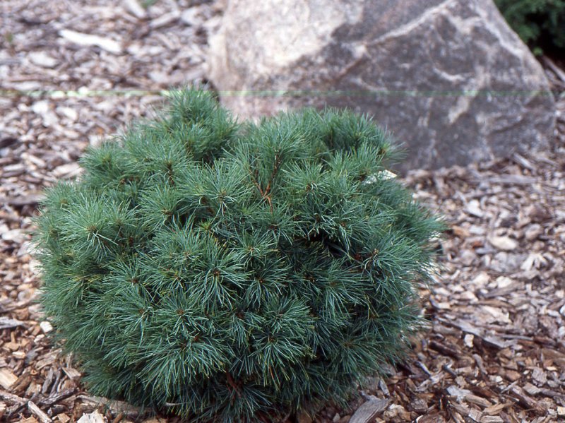 Pinus strobus 'Sea Urchin