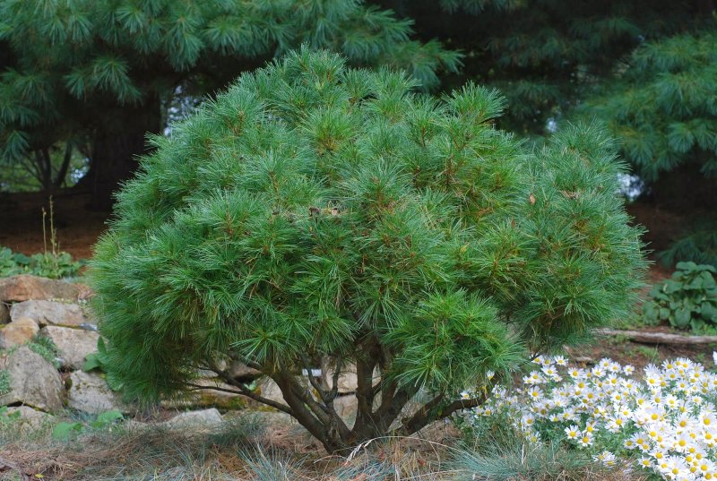 Сосна Веймутова Pinus strobus