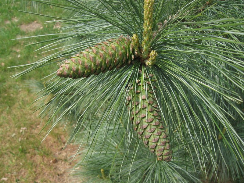 Pinus strobus 'Greg'