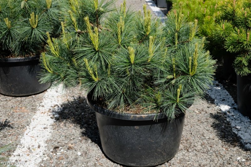 Pinus strobus 'Himmelblau'