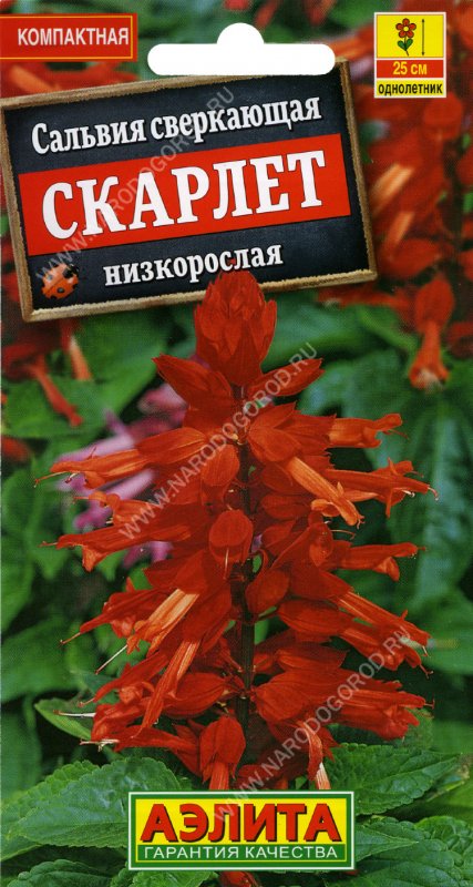 Сальвия сверкающая семена