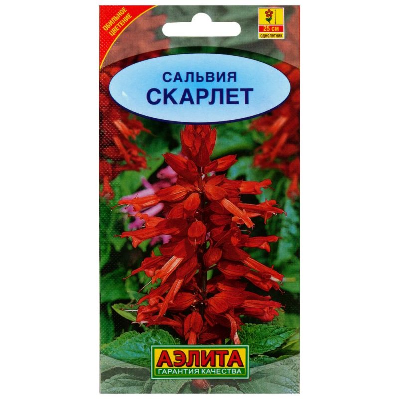 Сальвия Скарлет алая
