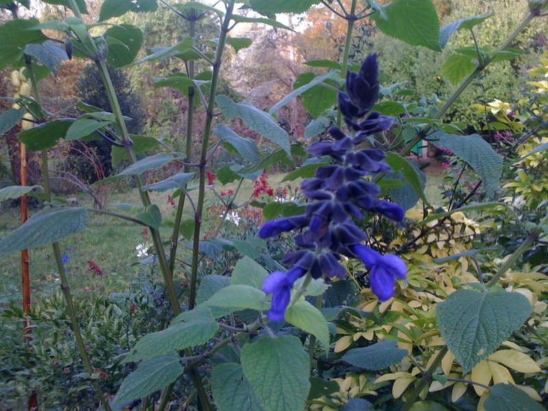 Сальвия стройная (Salvia elegans)