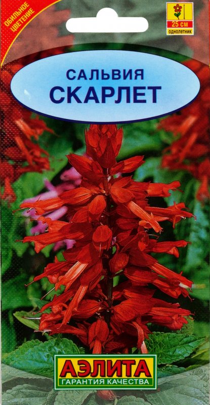 Сальвия сверкающая Скарлет