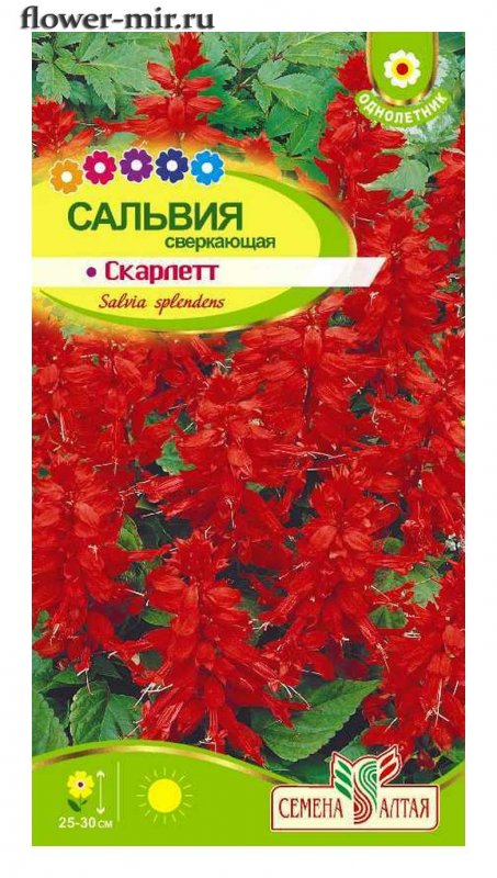 Сальвия сверкающая Скарлет семена