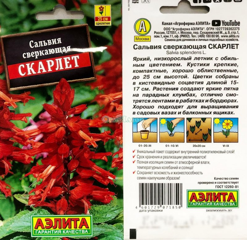 Сальвия Скарлет сверкающая (алая)