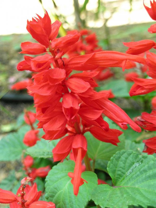Сальвия сверкающая (Salvia splendens)