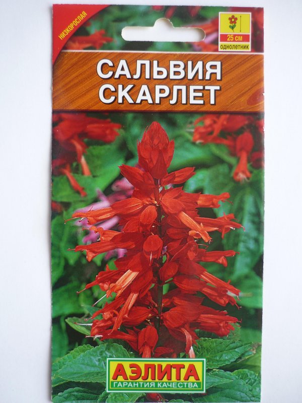 Аэлита Сальвия Скарлет
