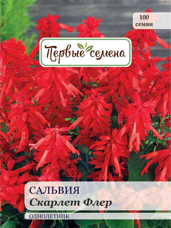 Сальвия Спленденс