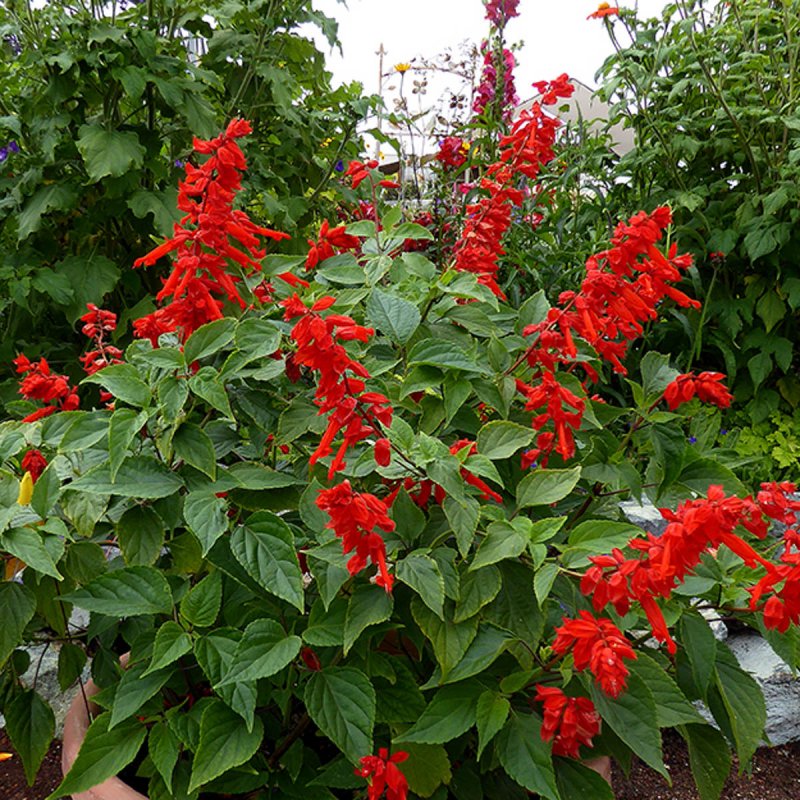 Сальвия блестящая (Salvia splendens)