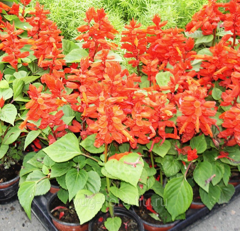 Сальвия блестящая (Salvia splendens)