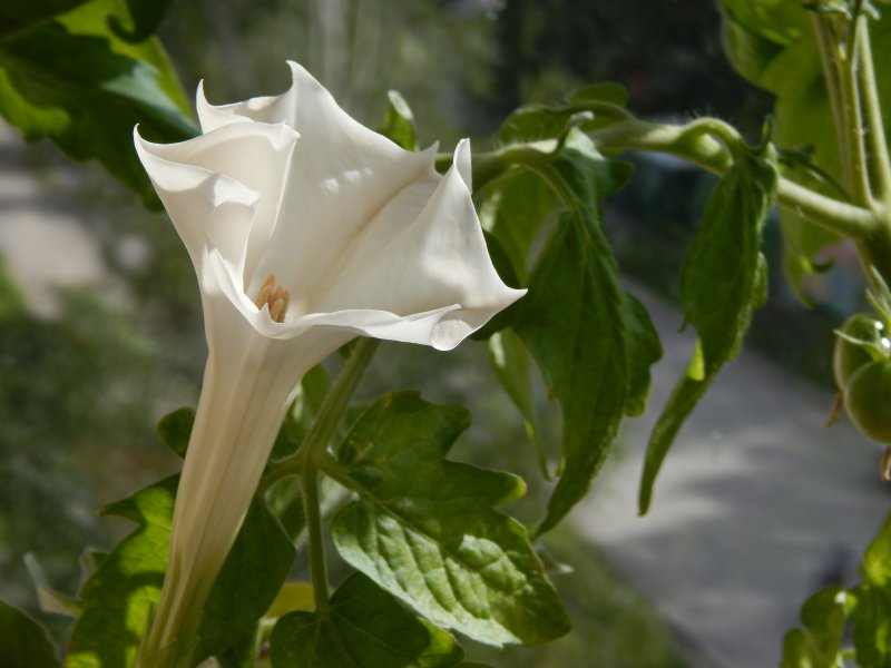 Датура (Datura)