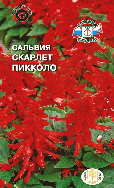 Сальвия Виста ред