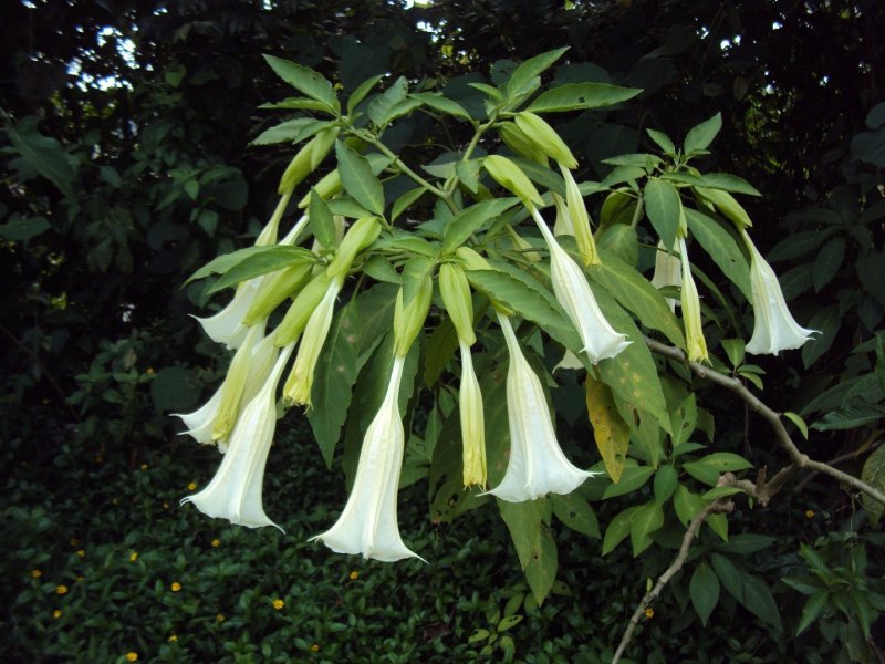 Brugmansia suaveolens Rosa