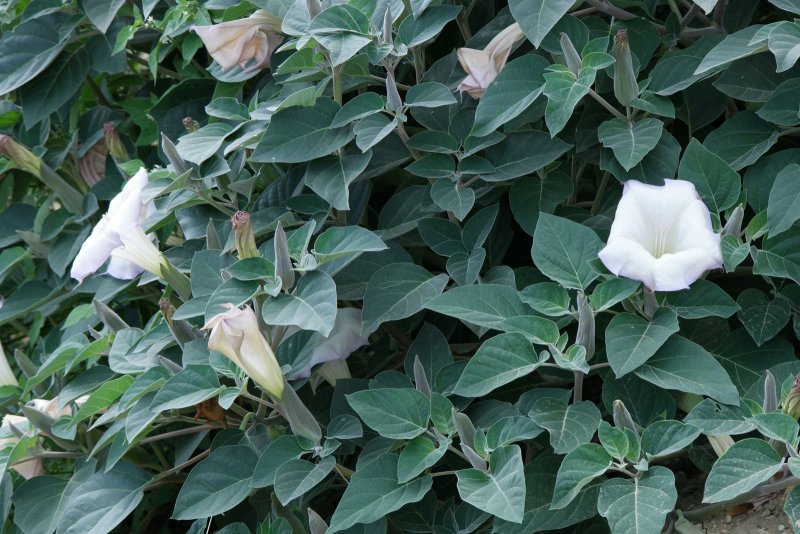 Datura innoxia