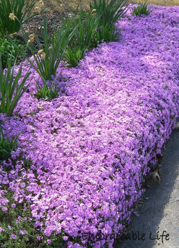 Флокс Изабелла