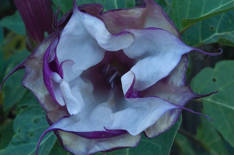 Datura stramonium – дурман обыкновенный