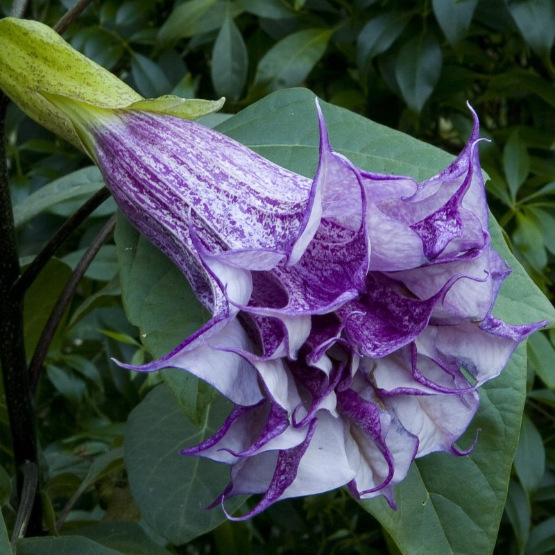 Дурман Datura Metel