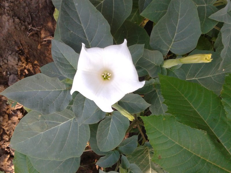 Дурмана индейского (Datura inoxia