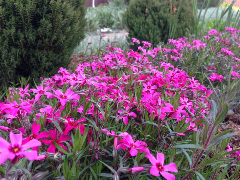 Night Phlox Pixabay