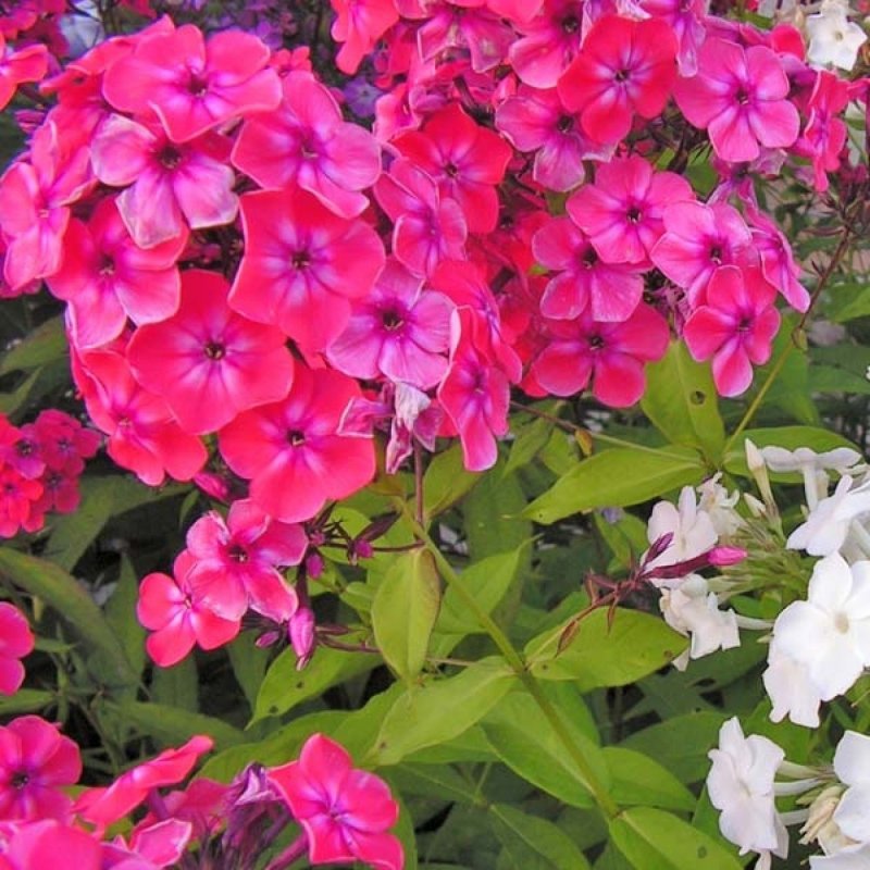 Флокс шиловидный 'liliacina'