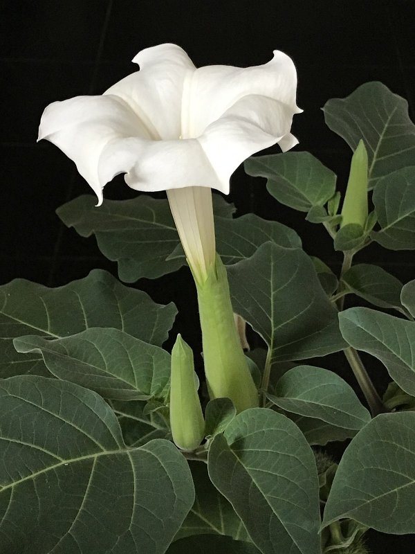 Дурман индейский (Datura innoxia Mill.)