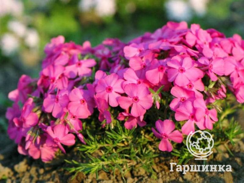 Флоксы многолетники